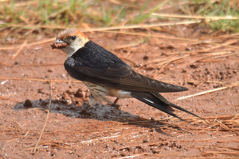 Greater Striped Swallow by Mick Dryden