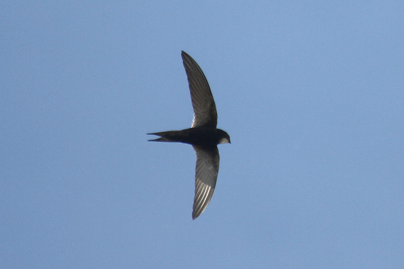 White-rumped Swift by Mick Dryden