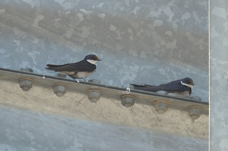 White-throated Swallow by Mick Dryden