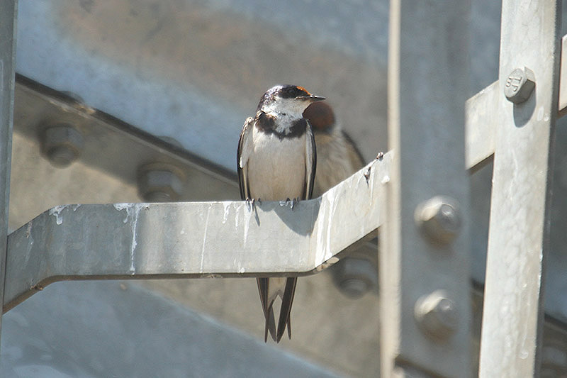 White-throated Swallow by Mick Dryden