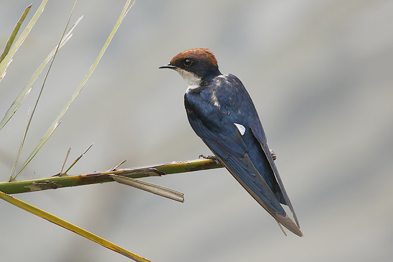 Wire tailed Swallow by Mick Dryden