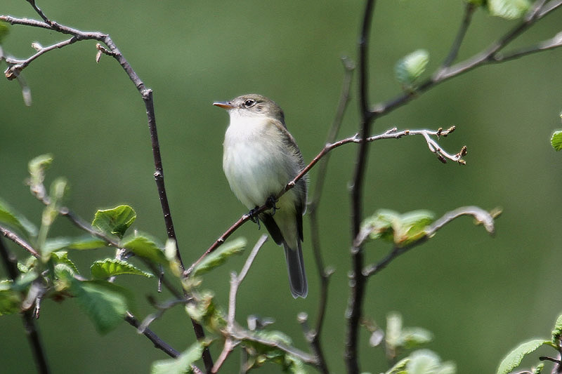 Alder Flycatcher by Mick Dryden