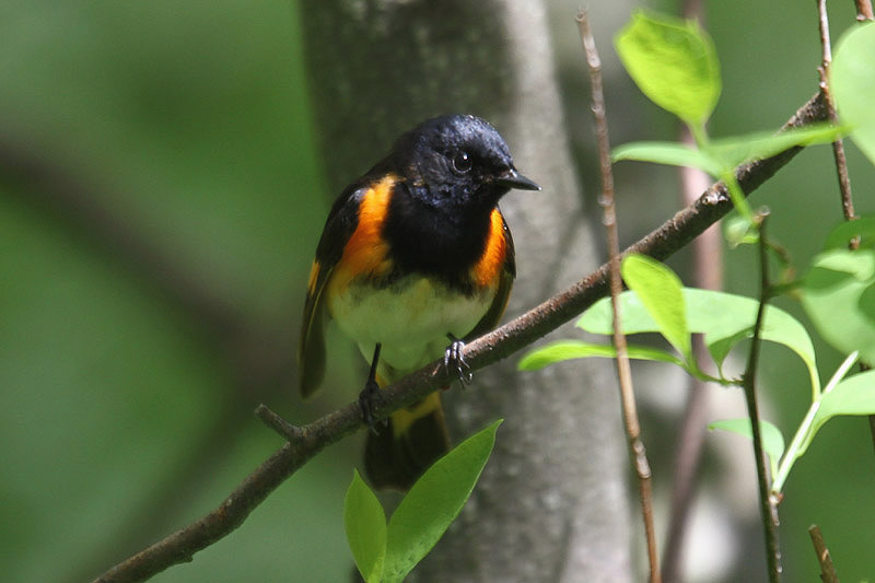 American Redstart by Mick Dryden