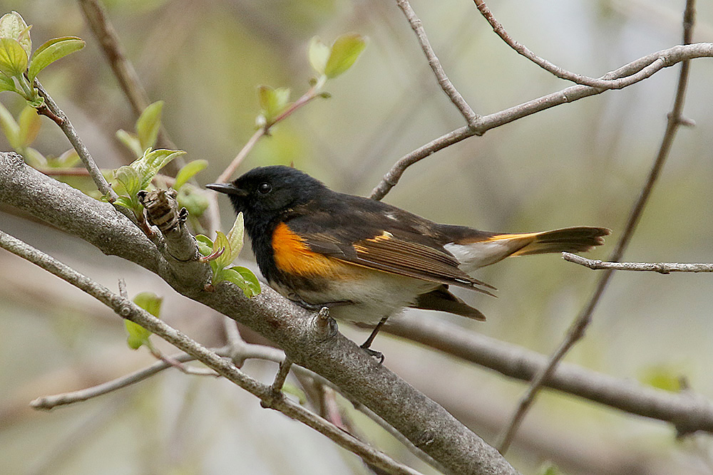 American Redstart by Mick Dryden