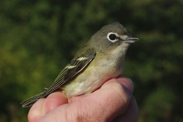 Blue headed Vireo by Georg hentsch