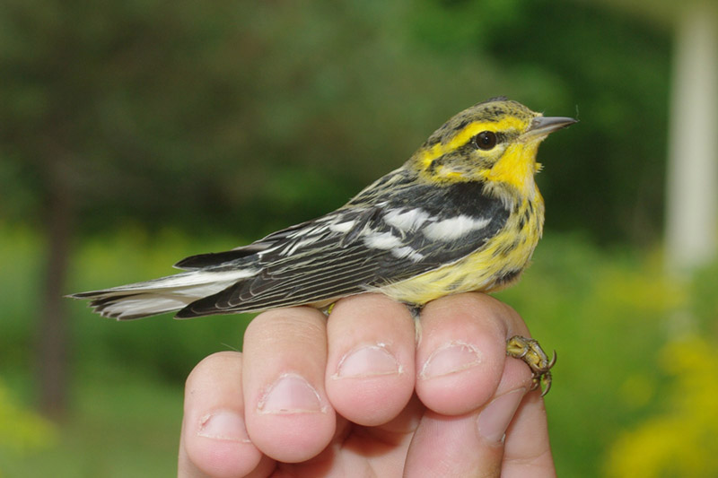 Blackburnian Warbler by Georg Hentsch