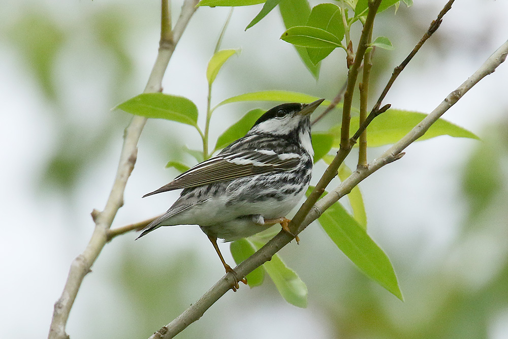 Blackpoll Warbler by Mick Dryden