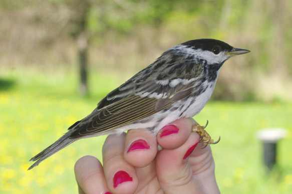 Blackpoll Warbler by Georg Hentsch
