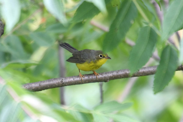 Canada Warbler by Mick Dryden