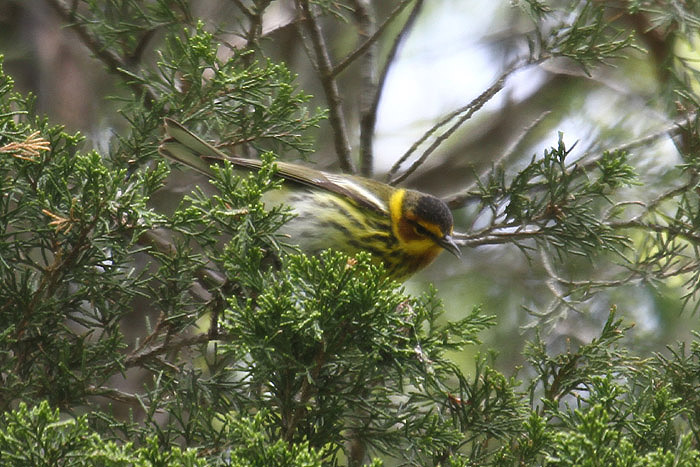 Cape May Warbler by Mick Dryden