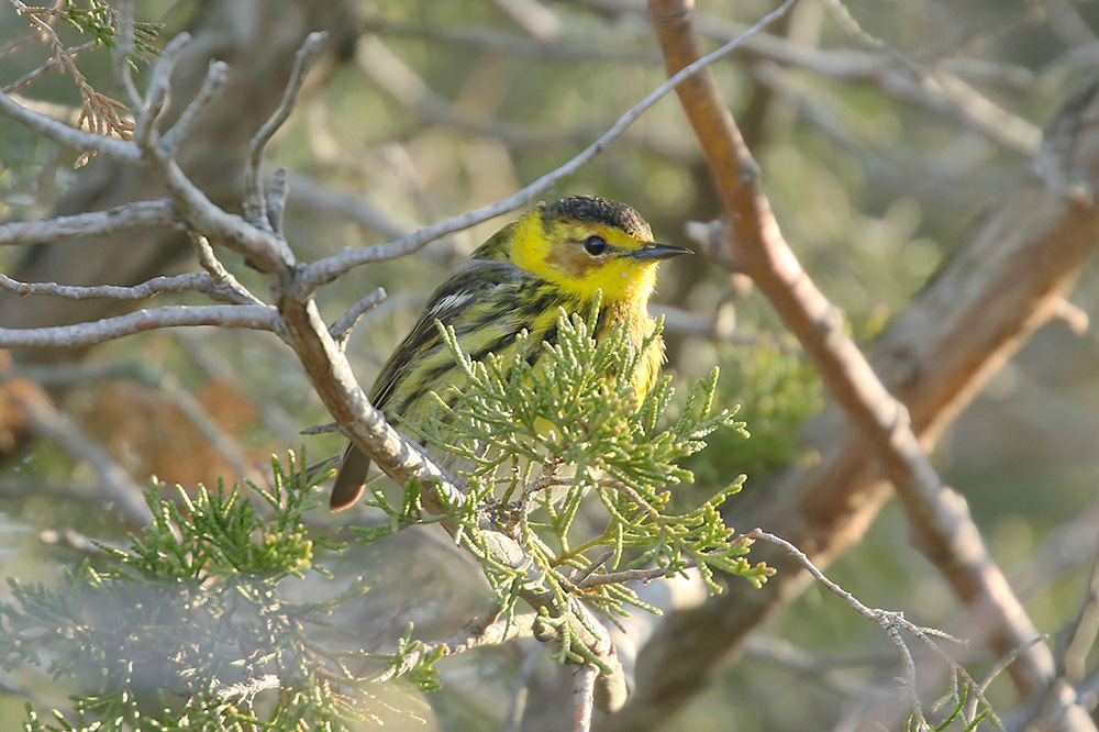 Cape May Warbler by Mick Dryden