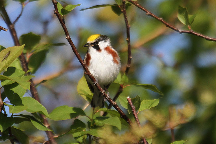 Chestnut-sided Warbler by Mick Dryden
