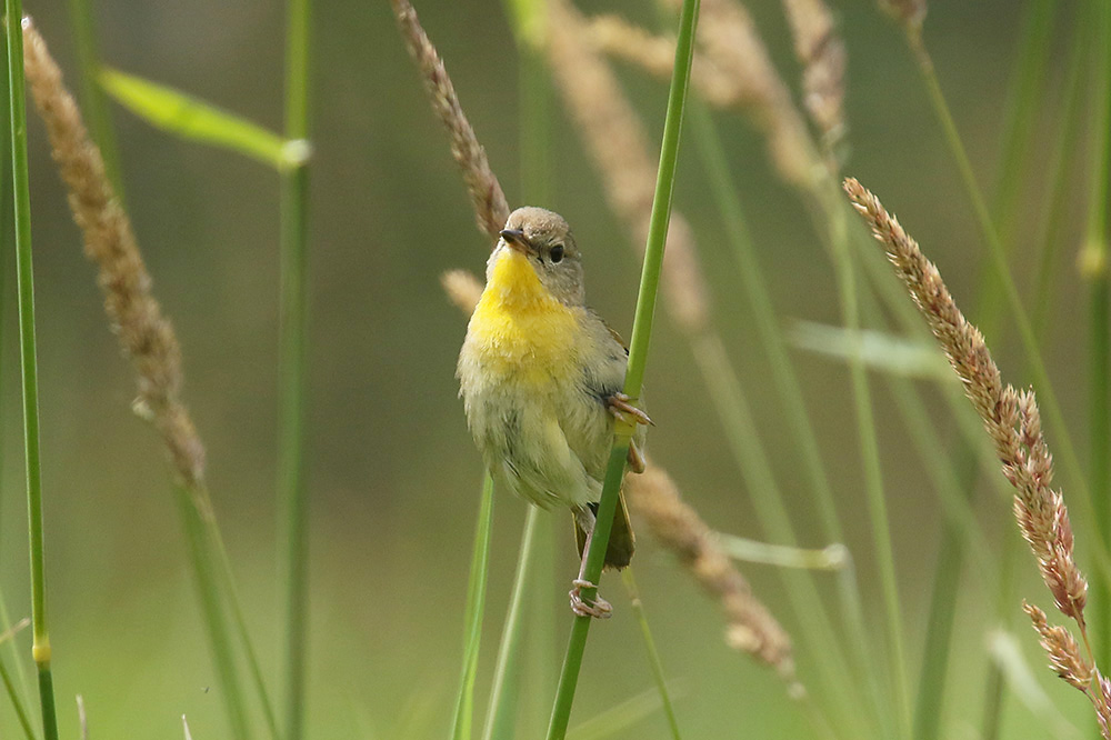 Commmon Yellowthroat by Mick Dryden