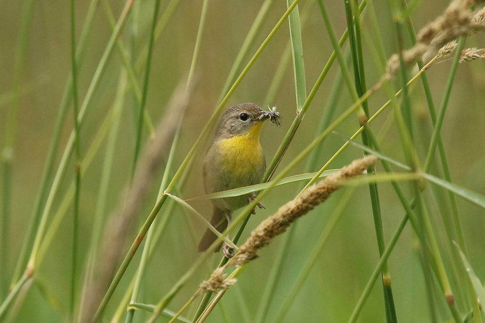 Commmon Yellowthroat by Mick Dryden