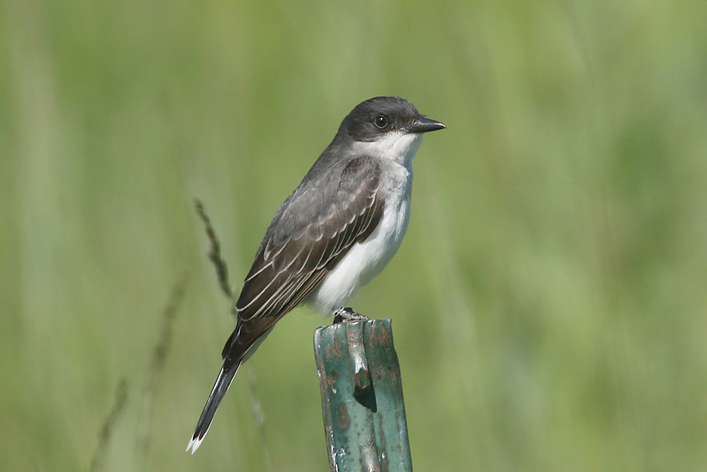Eastern Kingbird by Mick Dryden