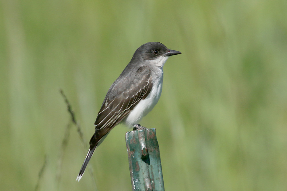 Eastern Kingbird by Mick Dryden