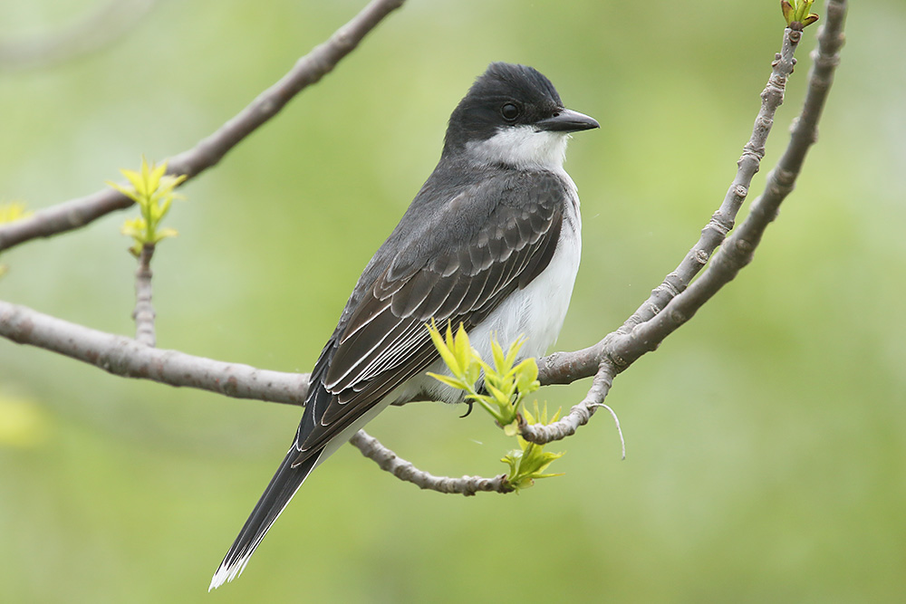 Eastern Kingbird by Mick Dryden