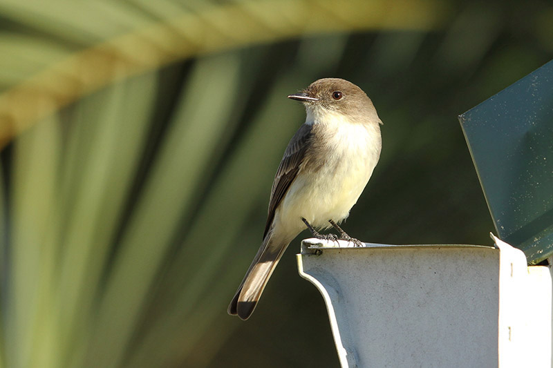 Eastern Phoebe by Mick Dryden