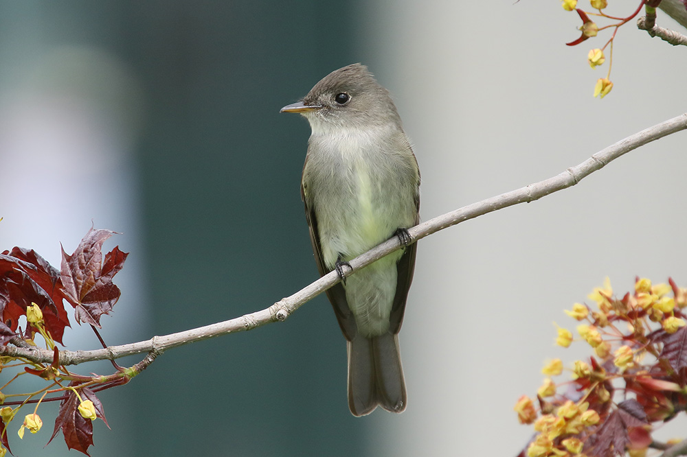 Eastern Wood Pewee by Mick Dryden