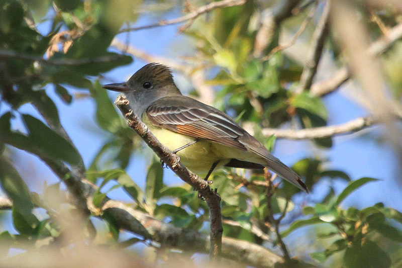 Great-crested Flycatcher by Miranda Collett