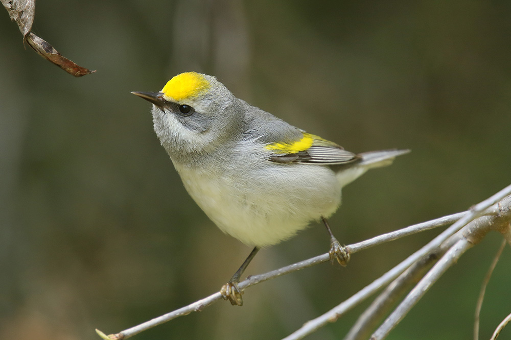 Golden winged Warbler by Mick Dryden