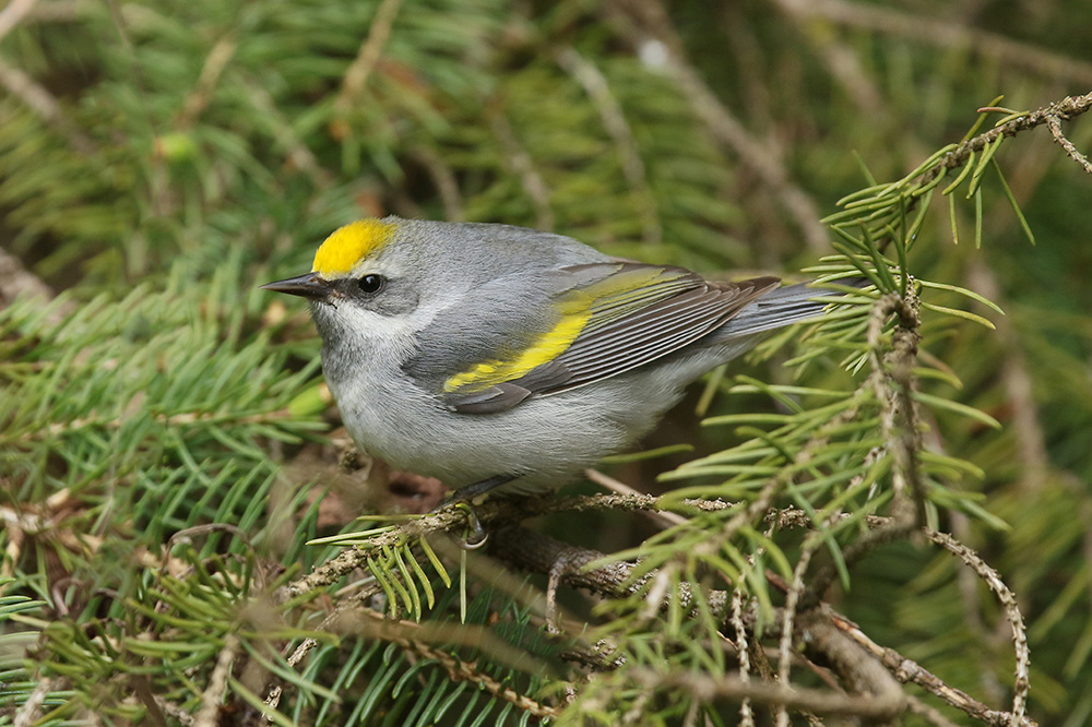 Golden winged Warbler by Mick Dryden