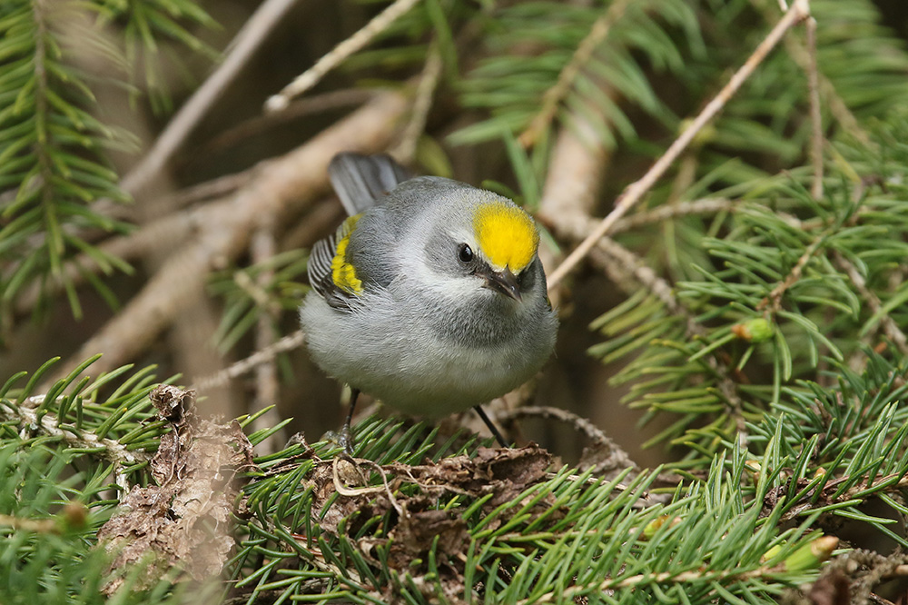 Golden winged Warbler by Mick Dryden