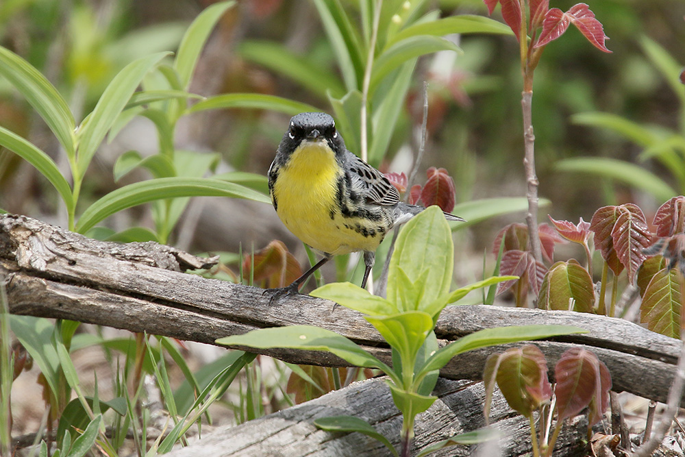 Kirtlands Warbler by Mick Dryden