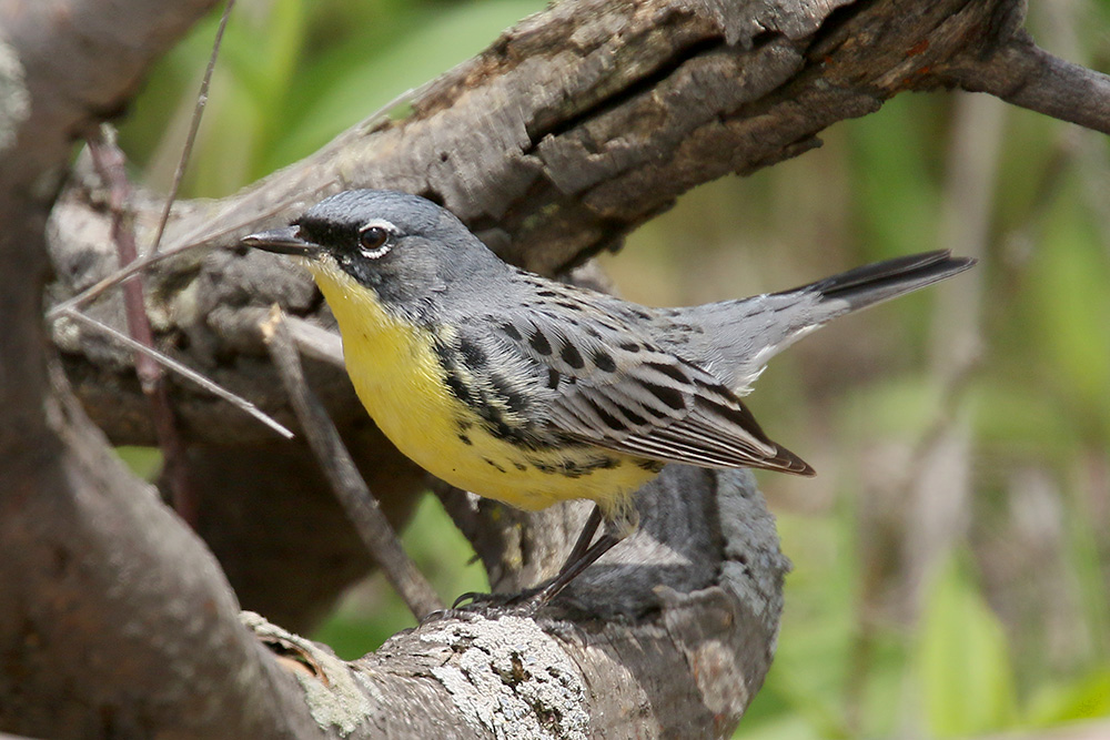 Kirtlands Warbler by Mick Dryden