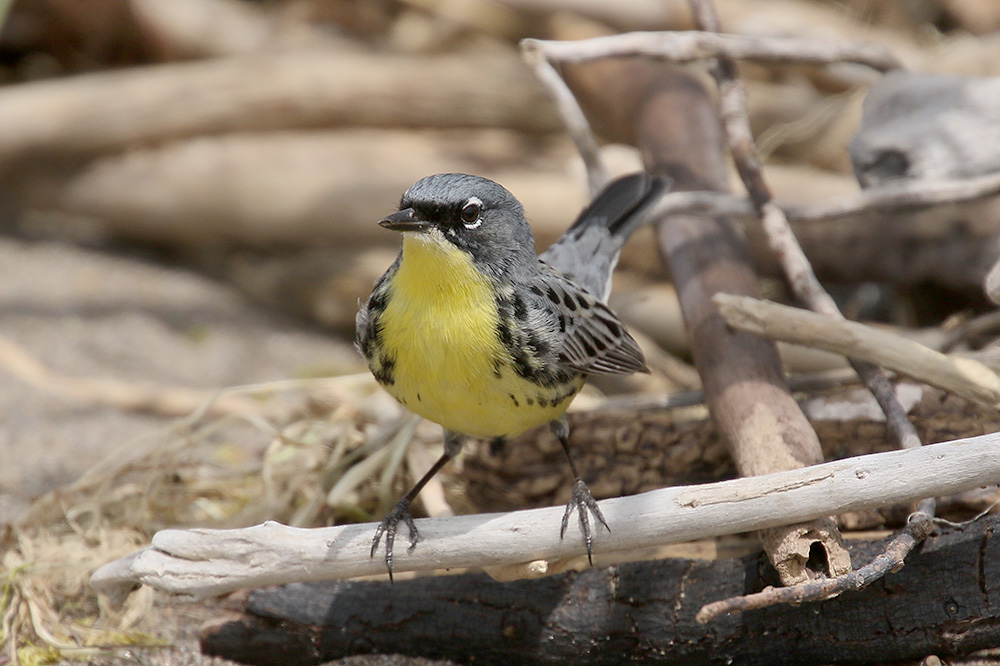 Kirtlands Warbler by Mick Dryden