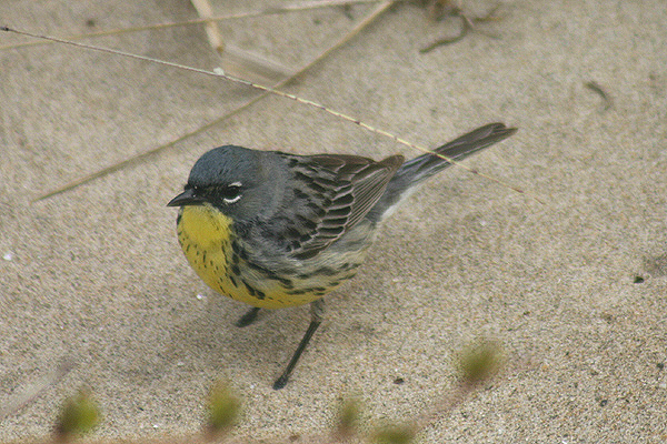 Kirtland's Warbler by Mick Dryden