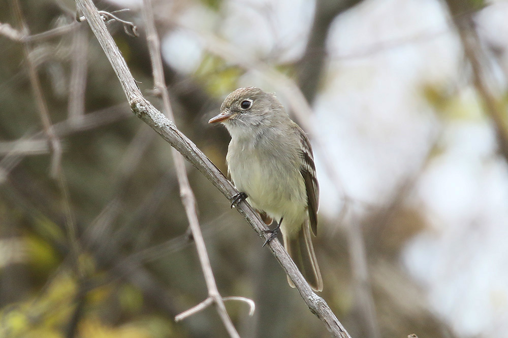 Least Flycatcher by Mick Dryden