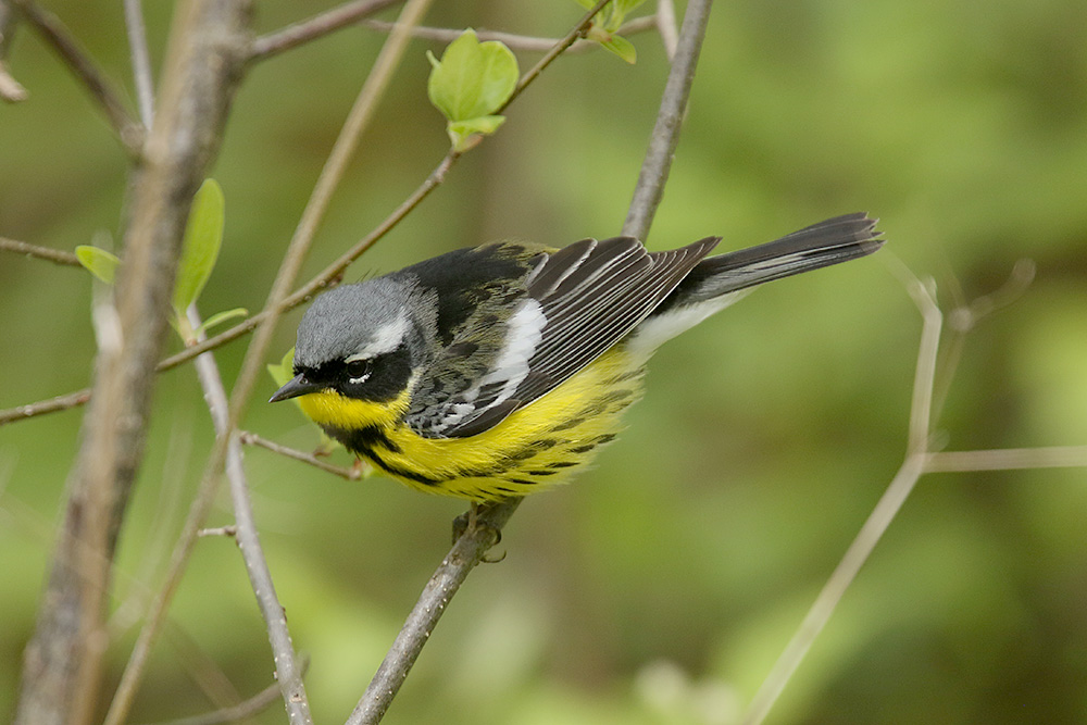 Magnolia Warbler by Mick Dryden