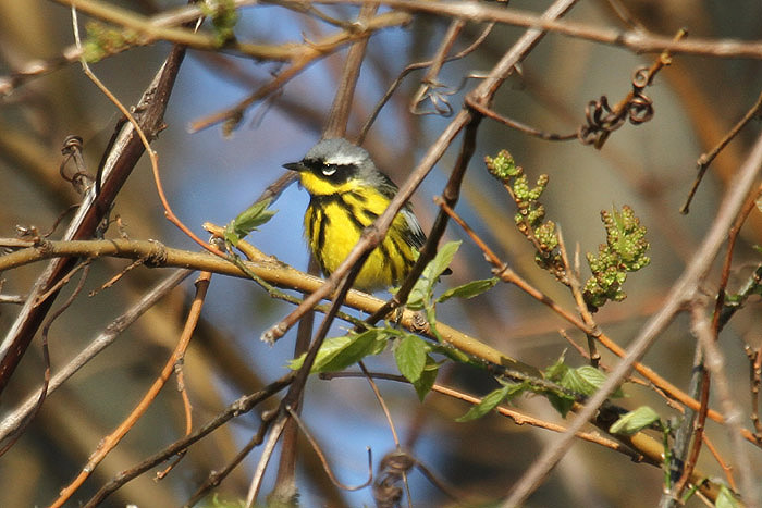 Magnolia Warbler by Mick Dryden