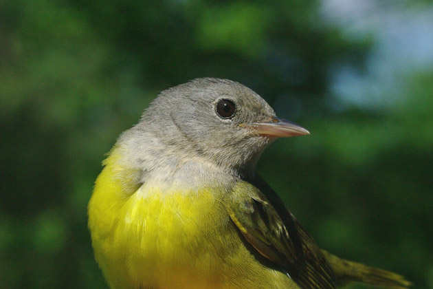 Mourning Warbler by Georg Hentsch