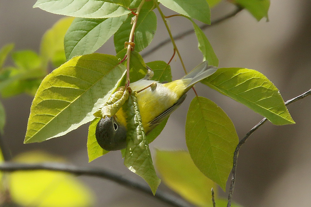 Nashville Warbler by Mick Dryden