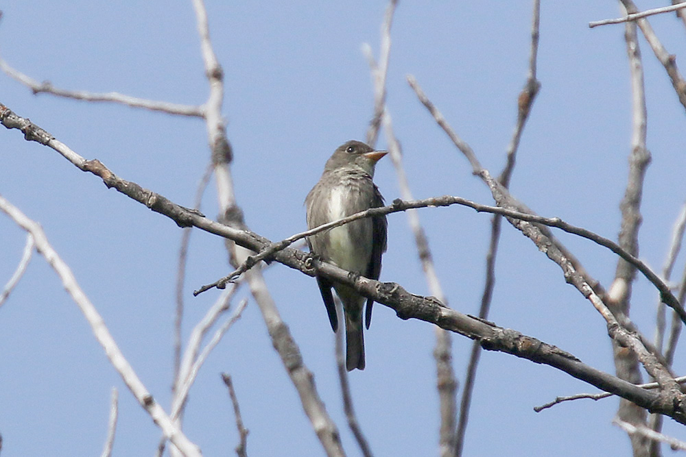 Olive-sided Flycatcher by Mick Dryden