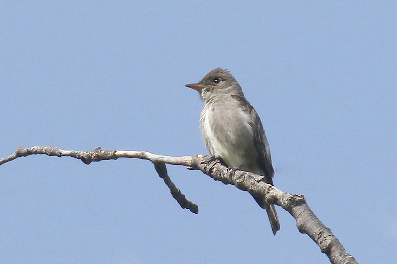 Olive-sided Flycatcher by Mick Dryden
