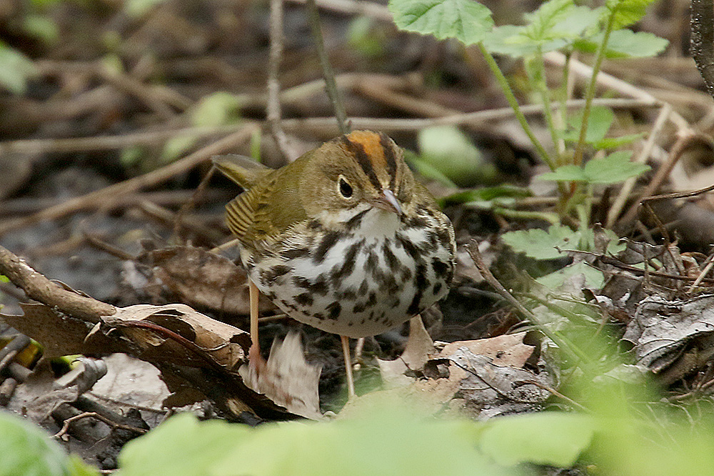 Ovenbird by Mick Dryden