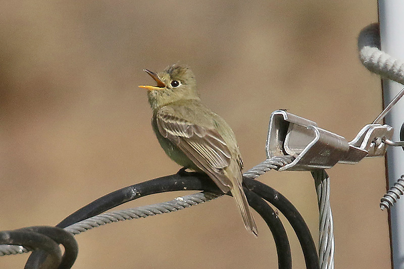 Pacific slope Flycatcher by Mick Dryden