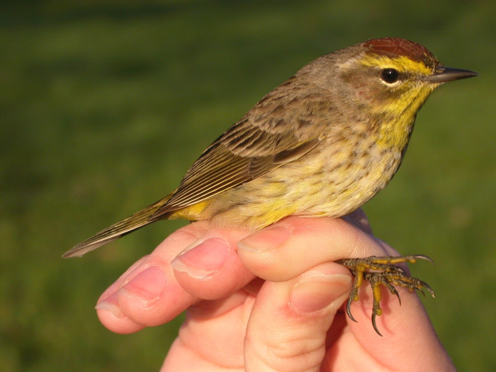 Palm Warbler by Georg Hentsch