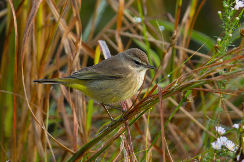 Palm Warbler by Miranda Collett