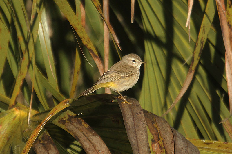 Palm Warbler by Mick Dryden