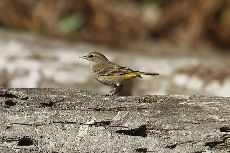 Palm Warbler by Mick Dryden