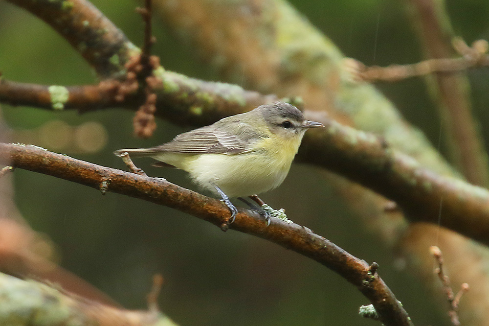 Philadelphia Vireo by Mick Dryden