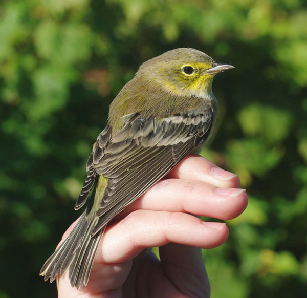 Pine Warbler by Georg Hentsch