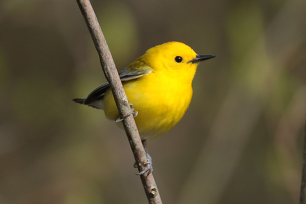 Prothonotary Warbler by Mick Dryden