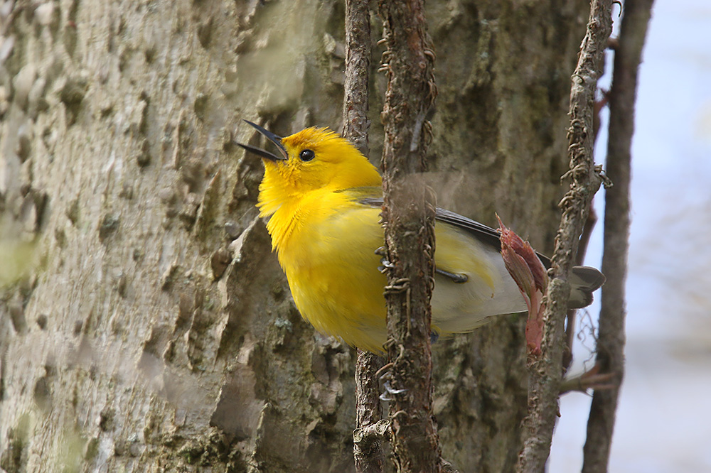 Prothonotary Warbler by Mick Dryden