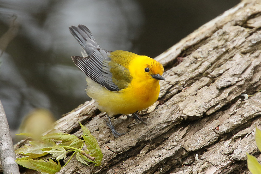 Prothonotary Warbler by Mick Dryden