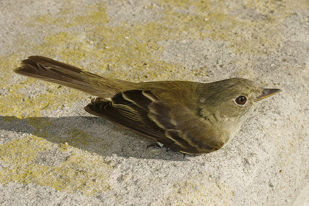 Traills Flycatcher by George Hentsch